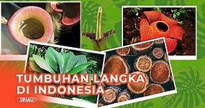 5 Tumbuhan Langka yang Tumbuh di Indonesia, Sudah Tahu?