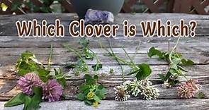 Clover Identification: Which Clover is Which?