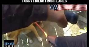 Join us in witnessing a truly extraordinary moment as our brave officer goes beyond the call of duty to save a furry friend from the clutches of flames! 🐾 His courage shines bright, proving that heroes are among us every day ❤️ | Humans in Blue