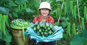Amazing Cucumber Growing & Harvesting Cucumber Garden goes to the market sell - Daily life Farm