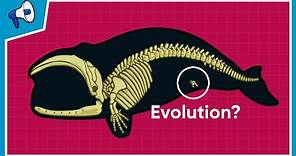 What is the Evidence for Evolution?