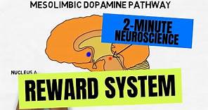 2-Minute Neuroscience: Reward System