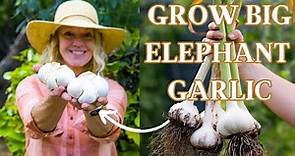 Growing Elephant Garlic for GIANT Sized Bulbs