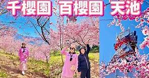 【台中景點】🌸櫻花滿開的福壽山農場「千櫻園、百櫻園」及「天池」( 完整紀錄 ) FushoushanFarm Taichung 4K