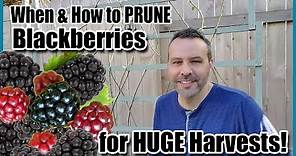 When & How to Prune Blackberries for HUGE Harvests!