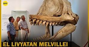 "El Livyatan Melvillei" | Grandes Descubrimientos del Perú