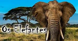 Elefantes Selvagens e Suas curiosidades | O Maior Mamífero Terrestre | Mamíferos terrestres