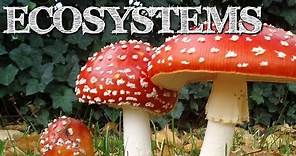 Understanding Ecosystems for Kids: Producers, Consumers, Decomposers - FreeSchool