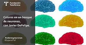 Colores en un bosque de neuronas, con Javier DeFelipe
