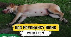 Dog Pregnancy Signs week 1 to 9 ! Pet Health