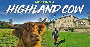 Meeting Highland Cows at Pollok Country Park, Glasgow 2020 | Pollok House Garden