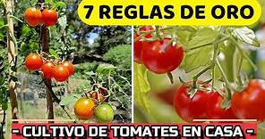 7 CLAVES Del ÉXITO para CULTIVAR TOMATES 🍅en MACETA | Cómo CUIDAR Planta de Jitomate o Tomate