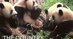 Footage of 'panda cruelty' has caused outrage