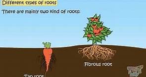Roots | Functions of Root | Different Types of Roots | Functions of Roots in Plants | Science