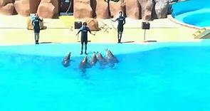 Delfin Show Barcelona Marineland