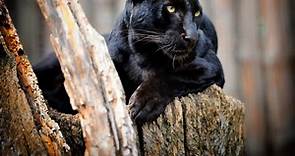 Pantera-negra: 7 fatos curiosos sobre esse incrível animal - Mega Curioso