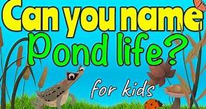 POND LIFE for kids | Miss Ellis #ponds #pondlife