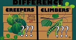 Difference between Climbers and Creepers explained with examples For Kids Grade 3 4 and 5 EVS