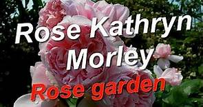 Rose Kathryn Morley Rose garden