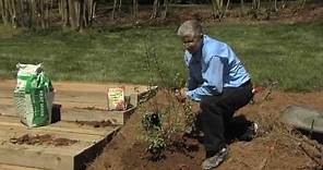 Walter Reeves – Planting and Growing Blueberry Bushes