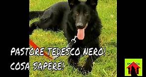 Pastore Tedesco Nero ( Cane lupo nero ) ! Cosa Sapere !