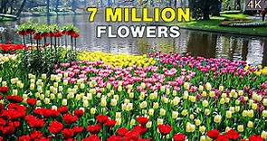The World's Biggest Flower Garden | 4K Walk in Keukenhof Netherlands 🇳🇱