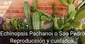 Como reproducir el cactus San Pedro fácil y rápido. El Echinopsis Pachanoi es muy fácil de cuidar!