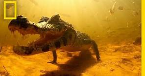 Swimming with Brazil's Caimans | National Geographic