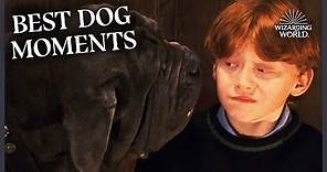 The Best Dog Moments in Harry Potter | Wizarding World