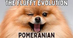 The Fluffy Evolution: Tracing the History of Pomeranians