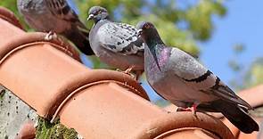 How to Get Rid of Pigeons on the Roof: 17 Ways