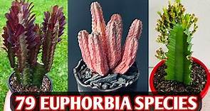 79 Euphorbia Species | Euphorbia Plant Varieties | Euphorbia plant types | Plant and Planting