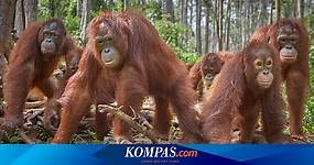 Pengertian Fauna Endemik dan Contohnya di Indonesia