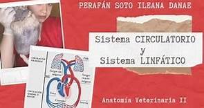 Sistema circulatorio y linfático - Anatomía Veterinaria II 👩🏻‍⚕️✨