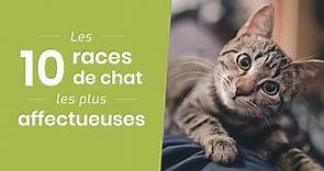 LES 10 RACES DE CHATS LES PLUS AFFECTUEUSES