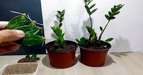 How to grow ZZ Plant from single Leaf very easy / Zanzibar Gem