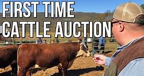 Bull Selection and Auction at Burns Farms in Pikeville, TN with The Southern Cowman