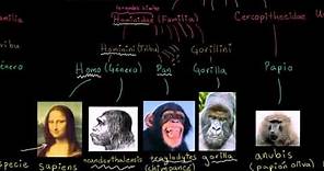 Taxonomía y el árbol de la vida | Herencia y evolución | Biología | Khan Academy en Español