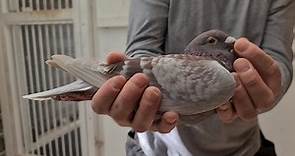 Live now Angwin Family Pigeons... - Elite Pigeon Auctions