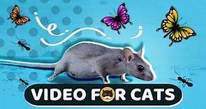 CAT GAMES - Mice, Birds, Ants, Butterflies, Squirrels | CAT & DOG TV.