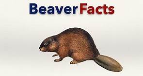 Beaver Facts