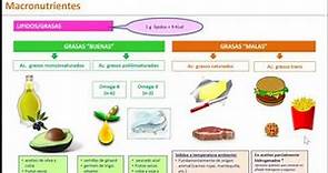 equilibrio alimentario 6 que comemos composición de los alimentos macronutrientes