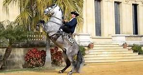 The Andalusian Horse