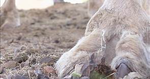 Watch a camel eating cactus - spines and all.