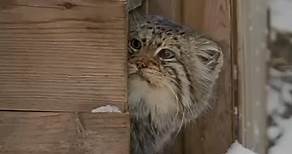 #pallascat Fun fact! Pallas Cats are known as the most grumpiest cat on the World. Pallas's cat, also called Steppe Cat, or Manul, (Felis manul), small, long-haired cat (family Felidae) native to deserts and rocky, mountainous regions from Tibet to Siberia. It was named for the naturalist Peter Simon Pallas. The Pallas's cat is a small cat species that lives throughout the steppes and mountain grasslands of Asia. Sometimes referred to as 'the grumpiest cat in the world' because of its looks, it'