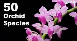 50 Orchid Species Name | Orchid Flower | Types of Orchid With Pictures and Names