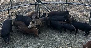 LARGEST trapped sow I’ve ever seen. 25 wild hogs.