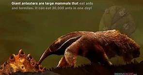 How Many Ants Does an Anteater Eat? *Science in Seconds* TurtleDiary.com