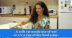 Best Indoor Cat Food: May 2024 Buyer’s Guide & Reviews