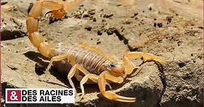 Le scorpion de Provence, dangereux mais utile !